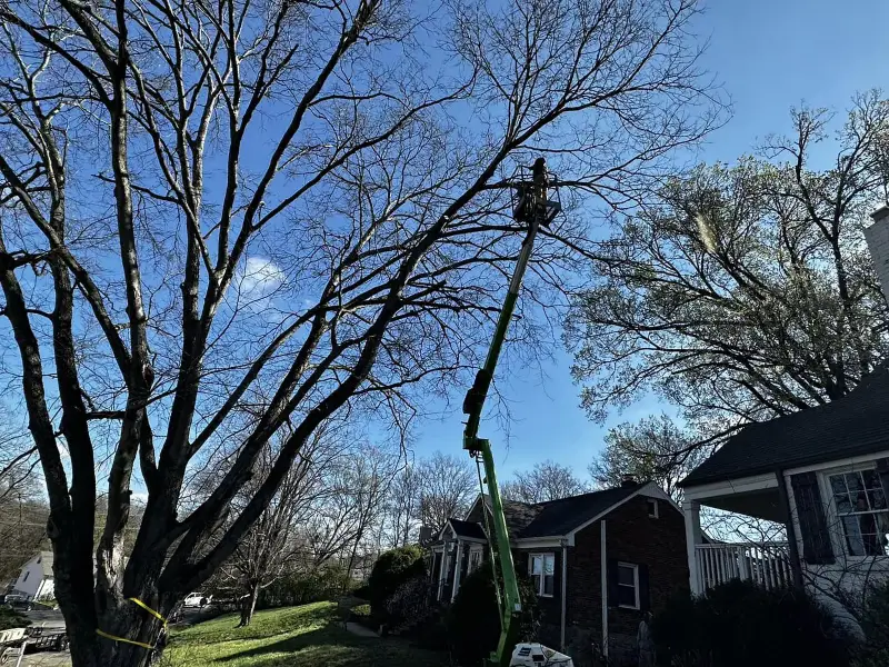 tree trimming nashville tn